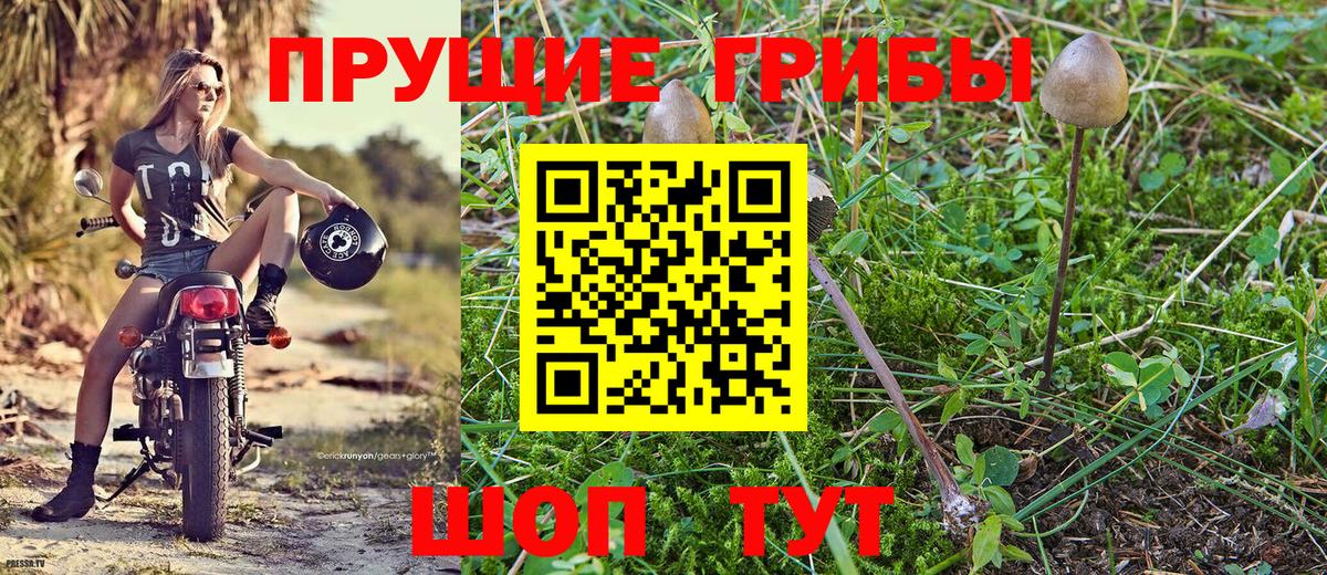Кировск  Псилоцибиновые грибы GOLDEN TEACHER  Вход с VPN 